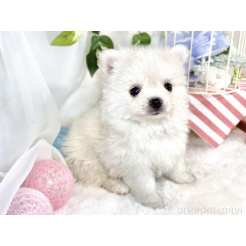 販売中の滋賀県のポメチワ:ポメラニアン×チワワ-408998の3枚目